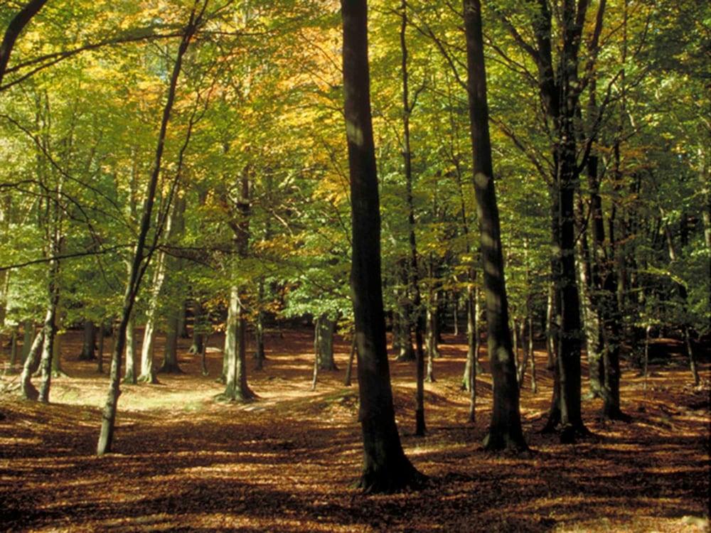 surroundings