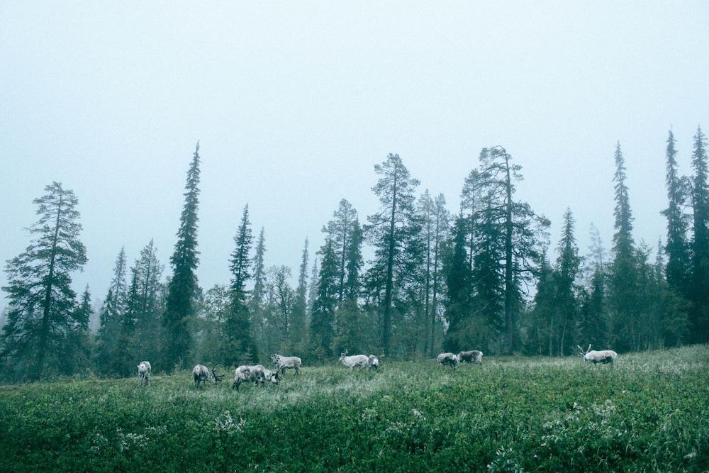 surroundings